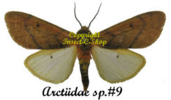 Arctiidae sp.#9