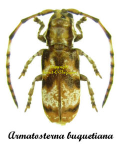 Armatosterna buquetiana