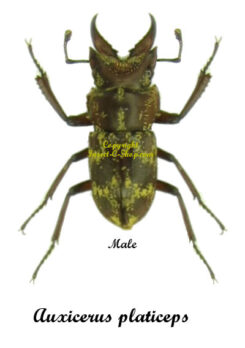 Auxicerus platiceps
