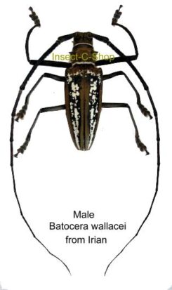 Batocera wallacei