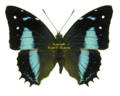 Baeotus amazonicus and japetus