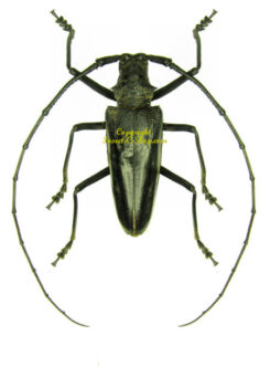 Batocera engganensis