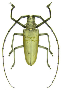 Batocera hercules