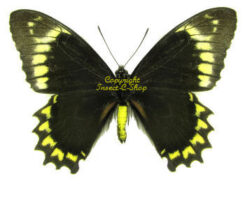 Battus madyes chlorodamus