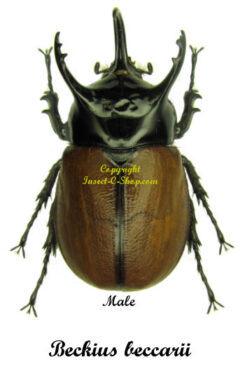 Beckius beccarii beccarii