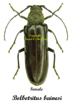 Bolbotritus bainesi