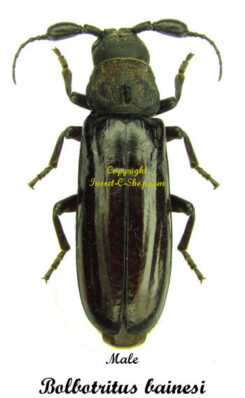 Bolbotritus bainesi