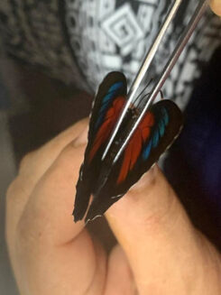 HYBRID Agrias claudina lugens / Agrias beata