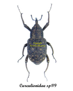 Curculionidae sp. 9
