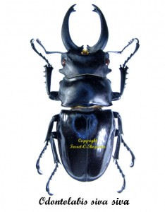 Odontolabis siva siva ( gros )