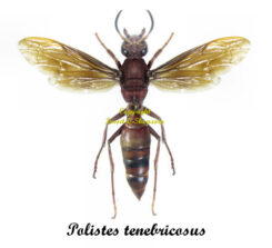 Polistes tenebricosus ( spread )