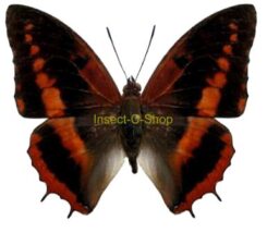 Charaxes cynthia cameroonensis