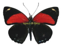 Callicore cyllene