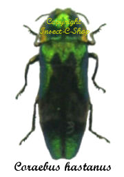 Coraebus hastanus sp.