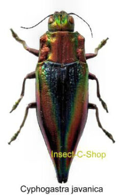 Cyphogastra javanica