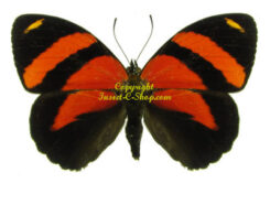Callicore cynosura