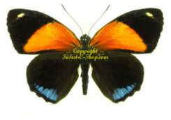 Callicore eunomia