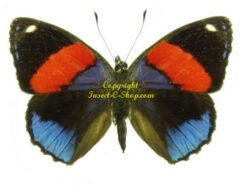 Callicore hystaspes ( blue )