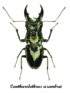 Cantharolethrus azambrei