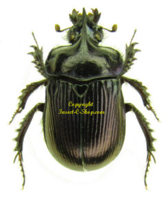 Ceratophyus rossii