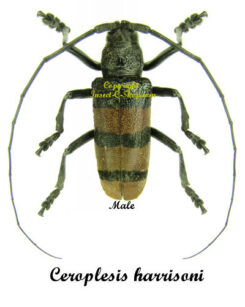 Ceroplesis harrisoni