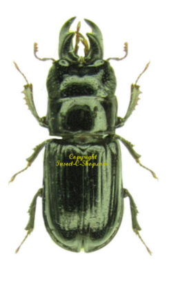Ceruchus chrysomelinus