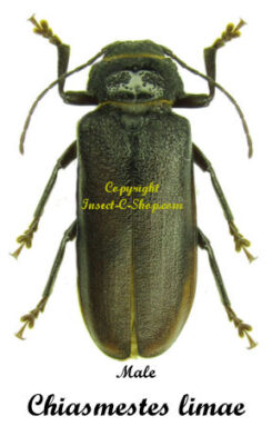 Chiasmestes limae