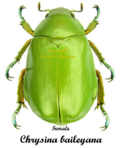 Chrysina ( Plusiotis ) baileyana