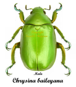 Chrysina ( Plusiotis ) baileyana