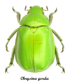 Chrysina ( Plusiotis ) gorda
