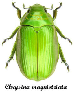 Chrysina ( Plusiotis ) magnistriata