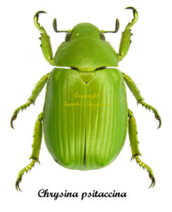 Chrysina ( Plusiotis ) psitaccina