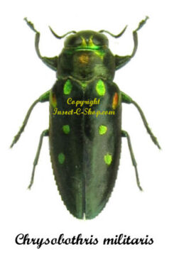 Chrysobothris militaris