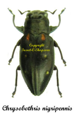 Chrysobothris nigripennis