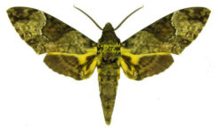 Coelonia fulvinotata