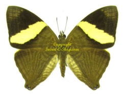 Colobura dirce