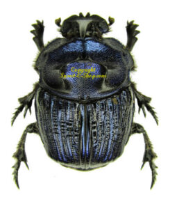 Coprophanaeus lancifer