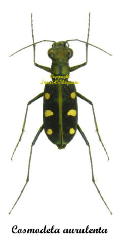 Cosmodela aurulenta