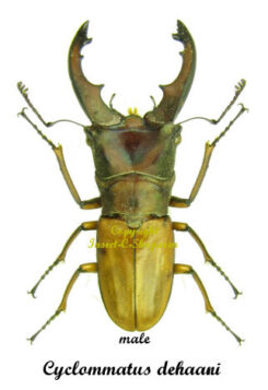 Cyclommatus dehaani