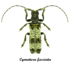 Cymatura fasciata