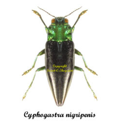 Cyphogastra nigripenis