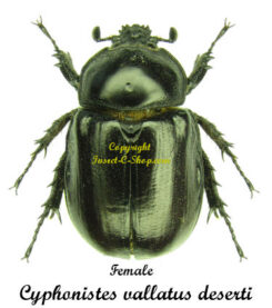 Cyphonistes vallatus deserti