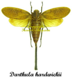 Darthula hardwickii ( spread )