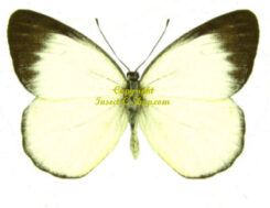 Delias belisama nakula