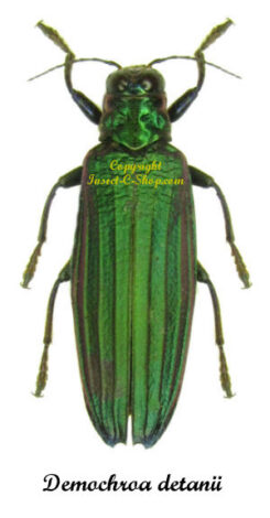 Demochroa detanii