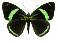Diaethria