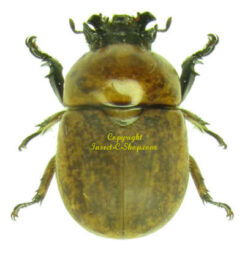Dicaulocephalus tetsuoi