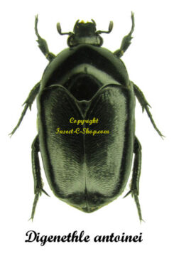 Digenethle antoinei