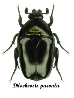 Dilochrosis parvula ( noir )