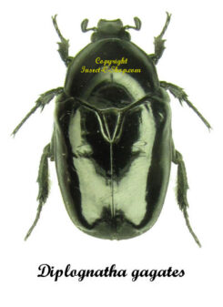 Diplognatha gagates